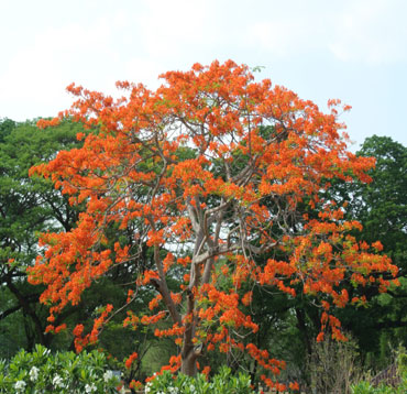 flora in tadoba