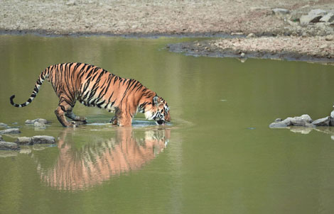 about tadoba tour