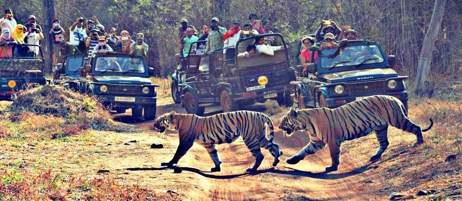 tadoba tour