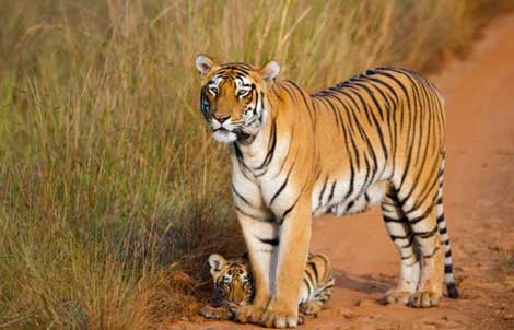 best time visit tadoba