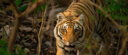 tadoba fauna