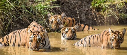 fauna in tadoba