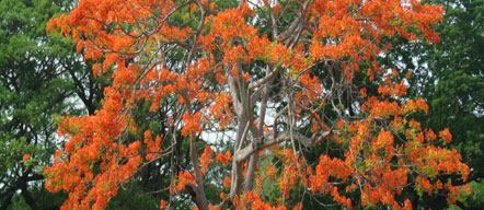 flora in tadoba