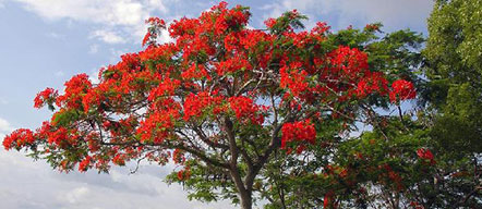 tadoba flora