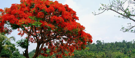 flora in tadoba