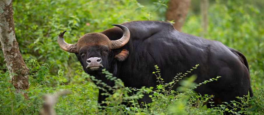 tadoba gaur