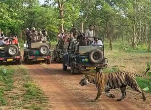 tadoba blog