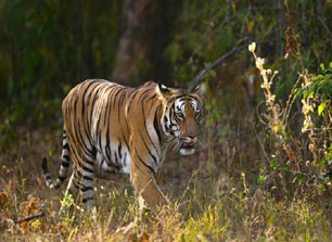 tadoba blogs