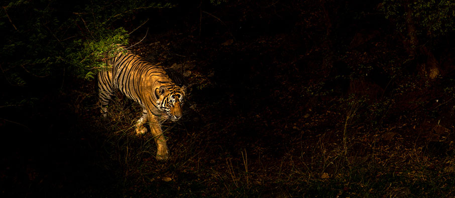 tadoba night safari