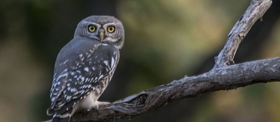 owlet spotting in tadoba