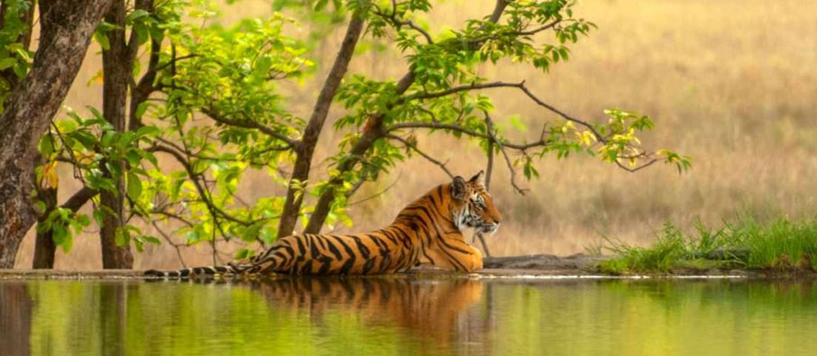 tadoba park tour