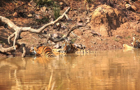 safari permit tadoba