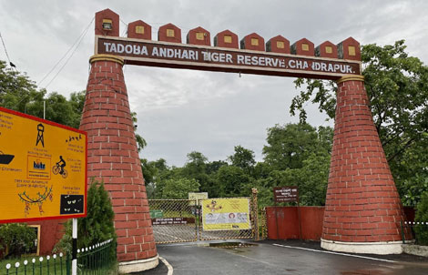 tadoba safari gate