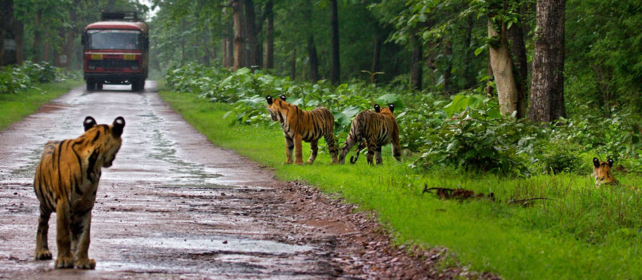 A Detailed Plan for Tadoba Wildlife Tour from Bhopal