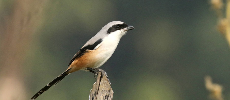 tadoba birds