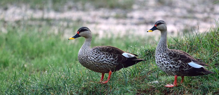 tadoba birds