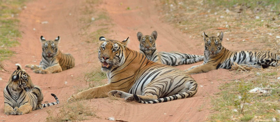 tadoba cubs sighting