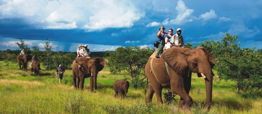 tadoba elephants