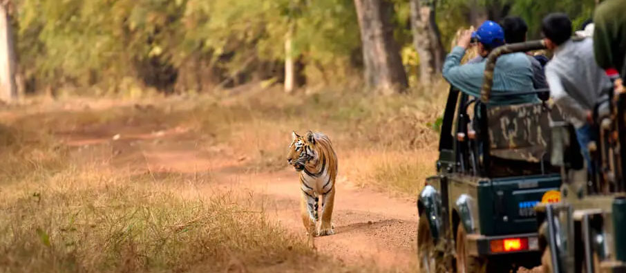 Plan a 1 Night 2 Days Tadoba Fun Tour Package with 1 Safari