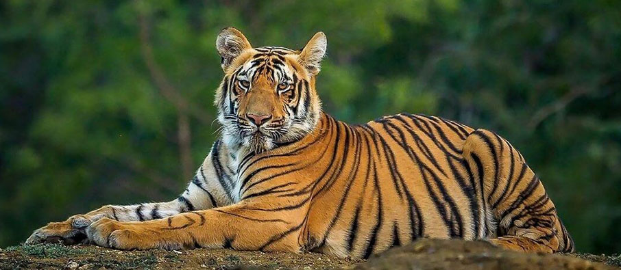 3N/4D Wildlife Tour Plan to Tadoba National Park from Kolkata