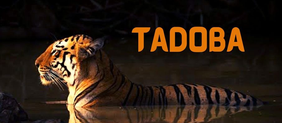 tadoba tour from maharastra