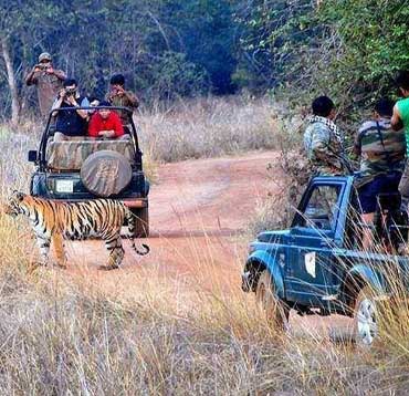 tadoba tour packages