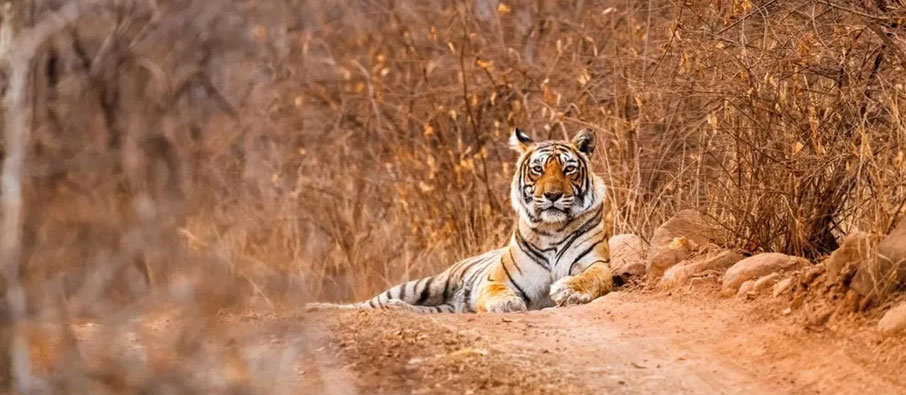 tadoba tourist places