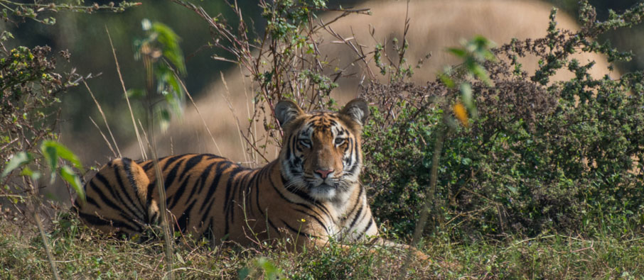 tadoba safari tour