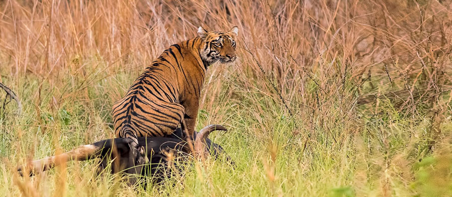 Book a Tadoba Safari for up to 90% Tiger Sighting Chances