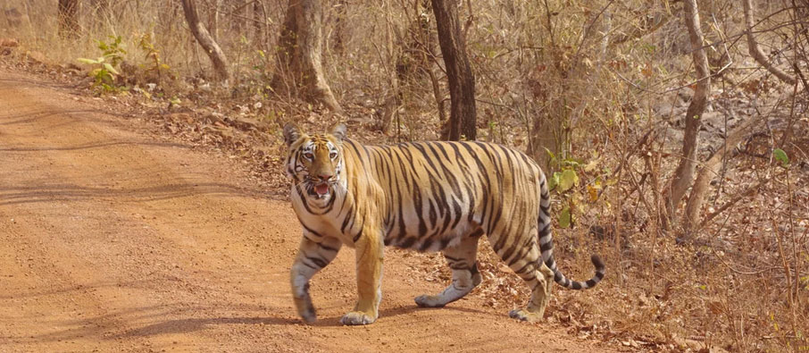 tadoba spotting