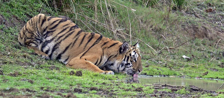 A Guide to Simple and Budget-Friendly Tadoba Wildlife Tour