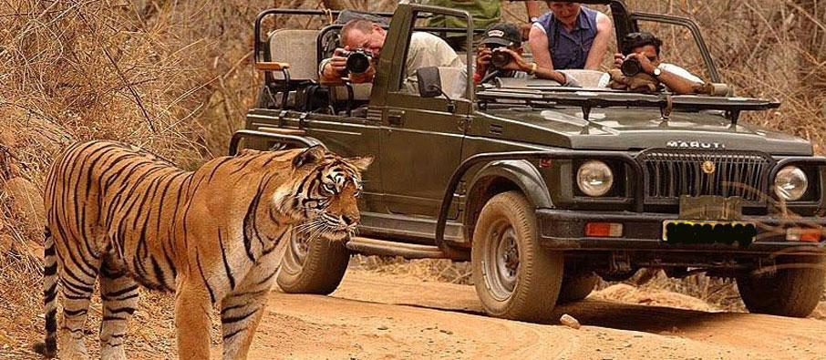 tigers of tadoba