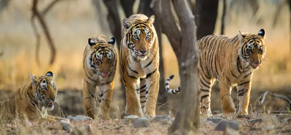 tadoba tigers