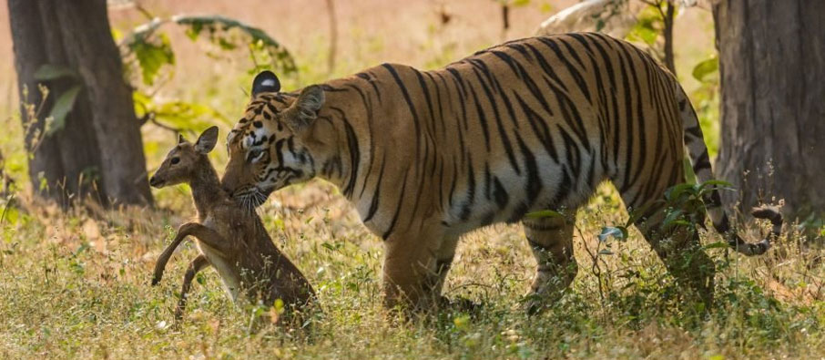 tadoba safari tour