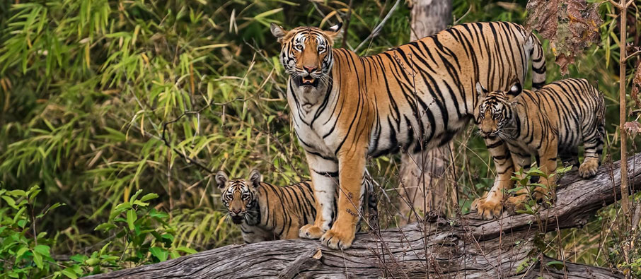 Plan a Wild Weekend with Tadoba Safari Tour Package