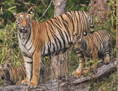 tadoba tour