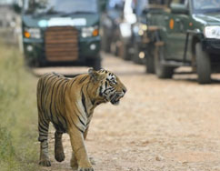 tadoba tours