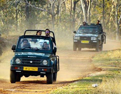 tadoba safari tour