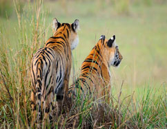 safari tour tadoba