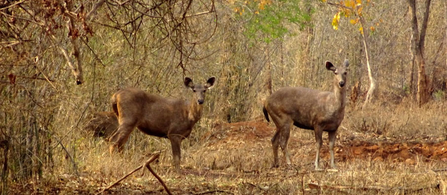 wildlife of tadoba