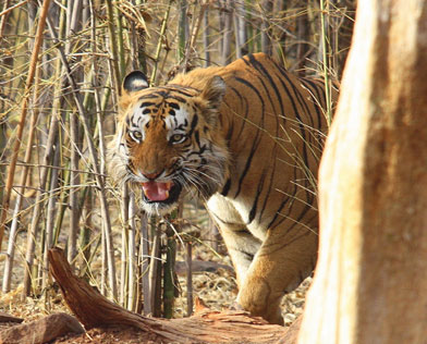 tadoba zones