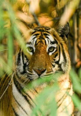 tadoba safari zones