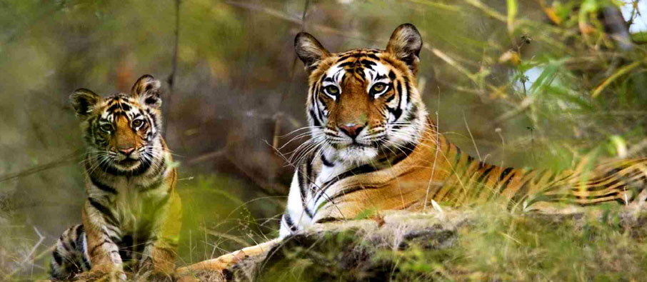 Tadoba Safari Timings and Rules Every Tourist Should Know
