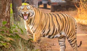 tadoba lake tour