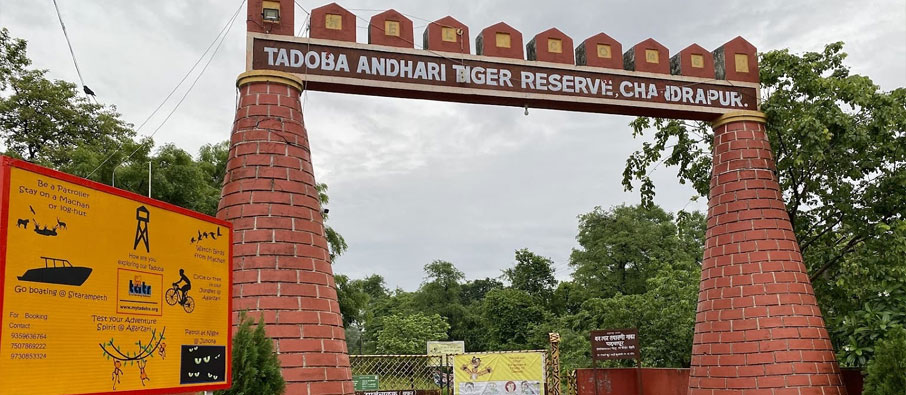 tadoba tiger reserve safari