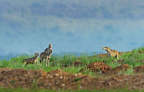 tadoba things to do