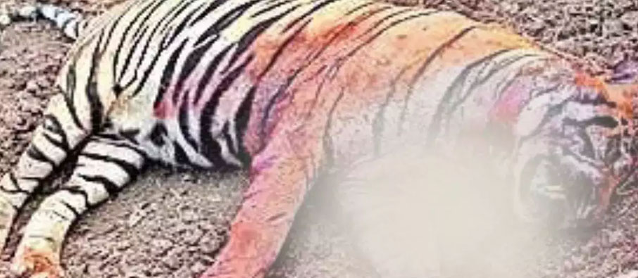 dead tiger in tadoba