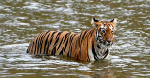 tadoba tour