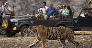 tadoba tour package