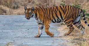 tadoba tours